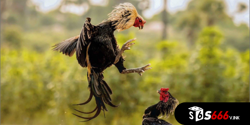 Các bài tập luyện huấn luyện gà chọi