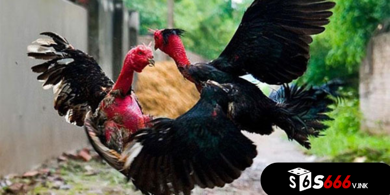 Gà chọi Peru lông mượt óng ả