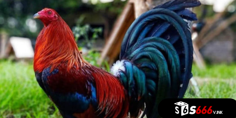 Chăm sóc và huấn luyện gà Asil đá gà