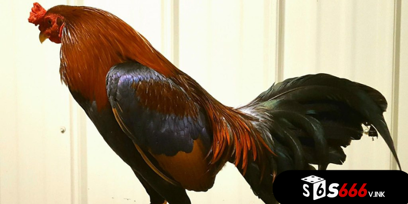 Đặc điểm nổi bật gà Asil