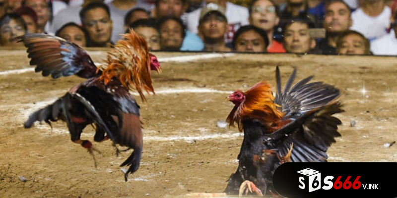 Điểm mạnh của gà chọi Peru