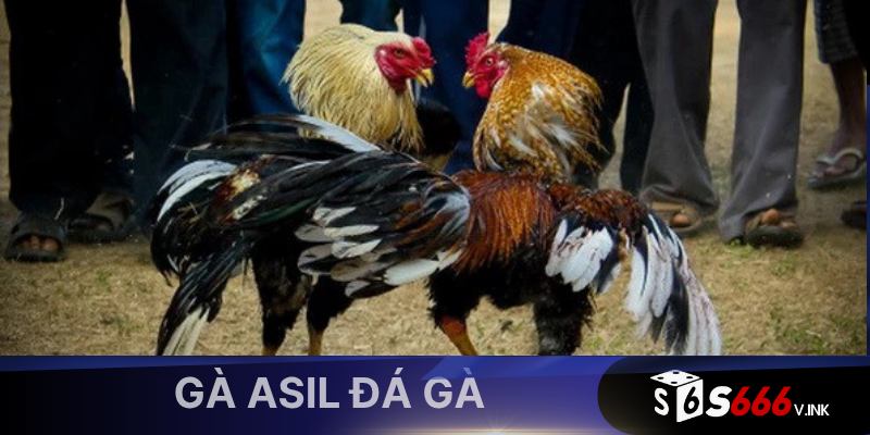 Gà Asil là một dòng gà chọi chiến nổi bật có nguồn gốc từ Nam Á