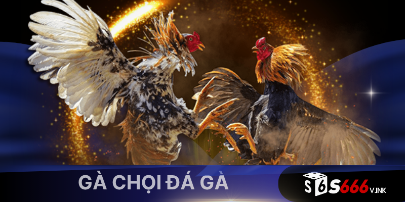 Gà chọi Peru là giống gà đá đến từ vùng Nam Mỹ