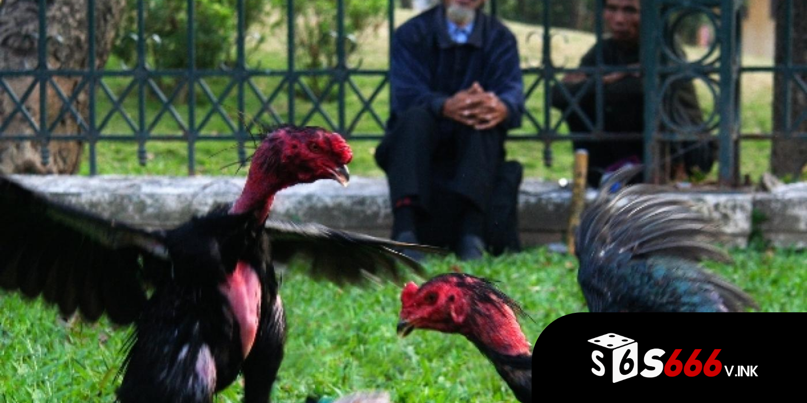 Nuôi và luyện đá gà để năng cao sức mạnh gà