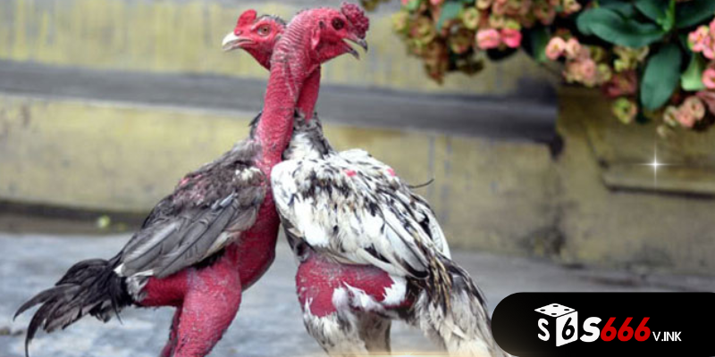 Gà nòi đá gà trong văn hoá Việt Nam