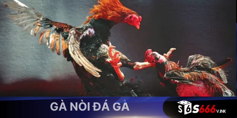 Gà nòi đá gà tại S666