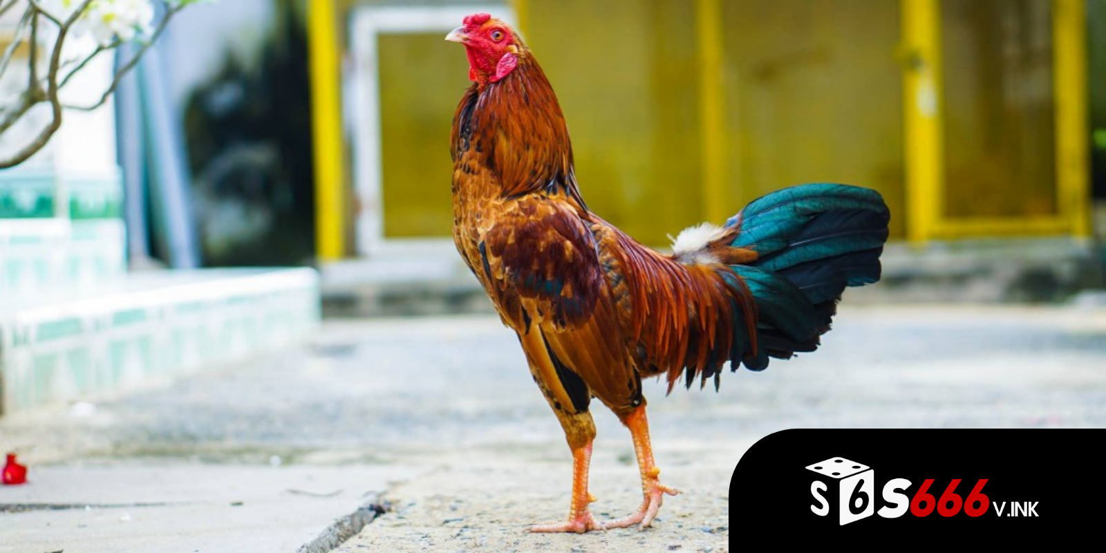 Cách chọn gà tre đá gà hay nhất