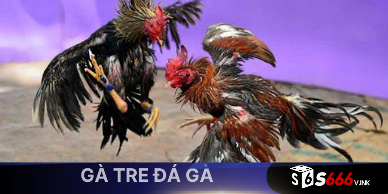 Gà tre đá gà là một loại gà cảnh và gà đá lai tạo để thi đấu