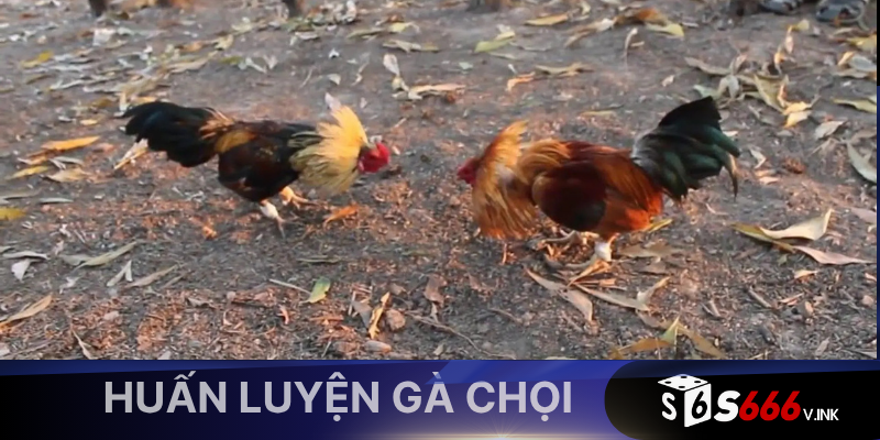Giới thiệu huấn luyện gà chọi