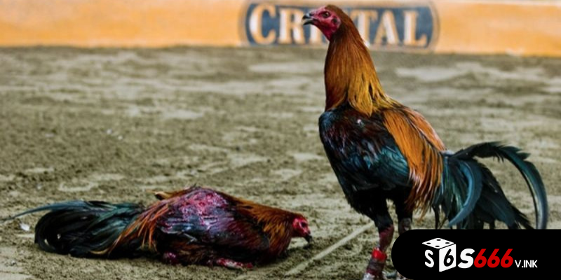 Các kinh nghiệm từ S666 huấn luyện gà chọi một cách thuần thục