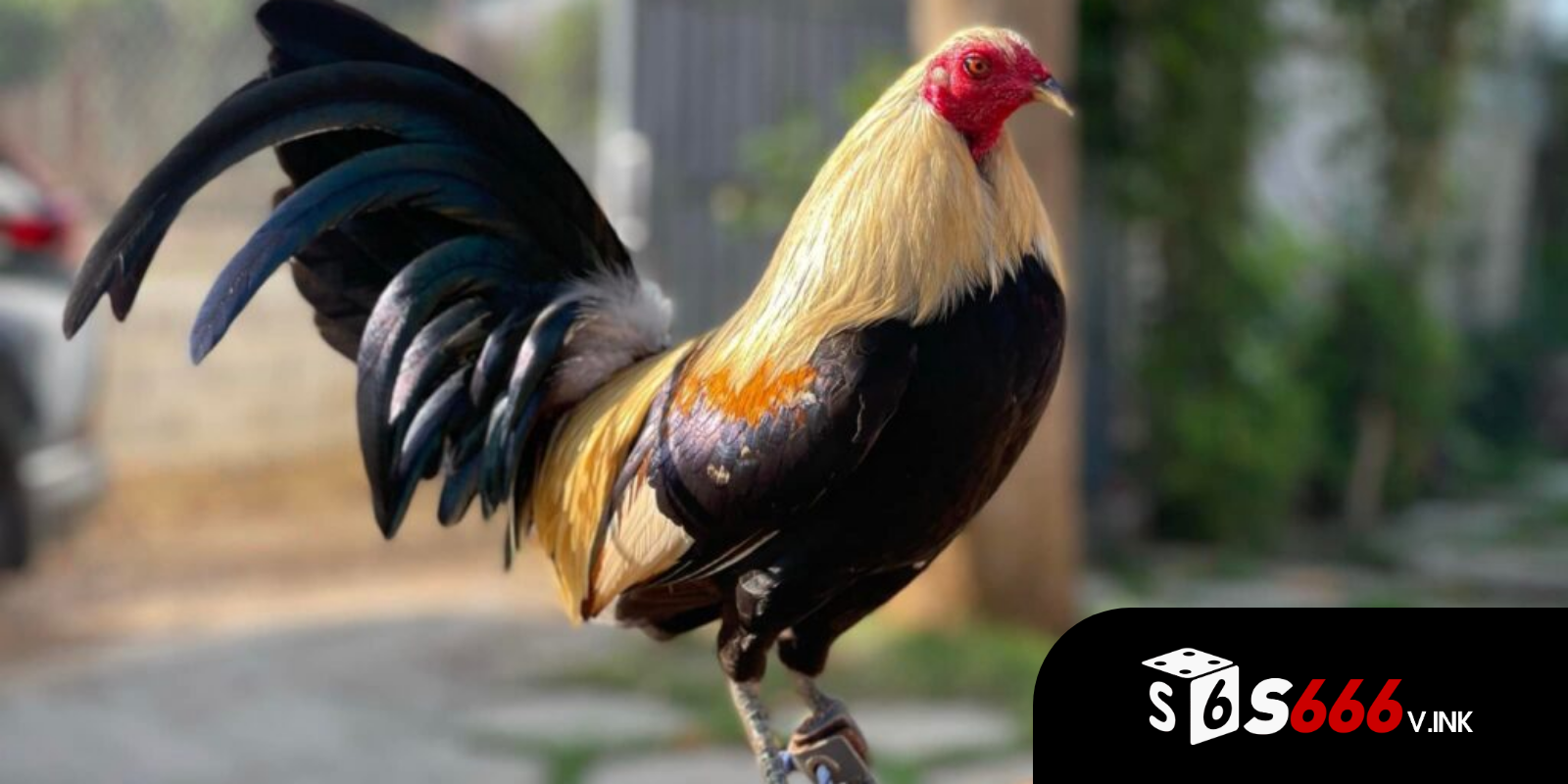 Gà tre đá gà trong văn hoá