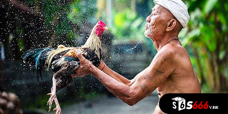 Phải biết cách chọn thức ăn cho gà chọi phát huy hết năng lực