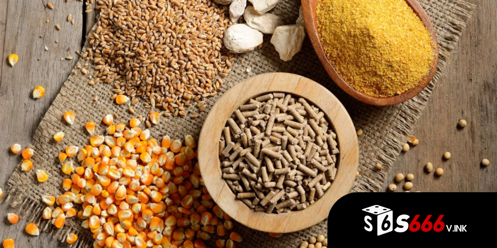 Các loại thức ăn dành cho gà chọi